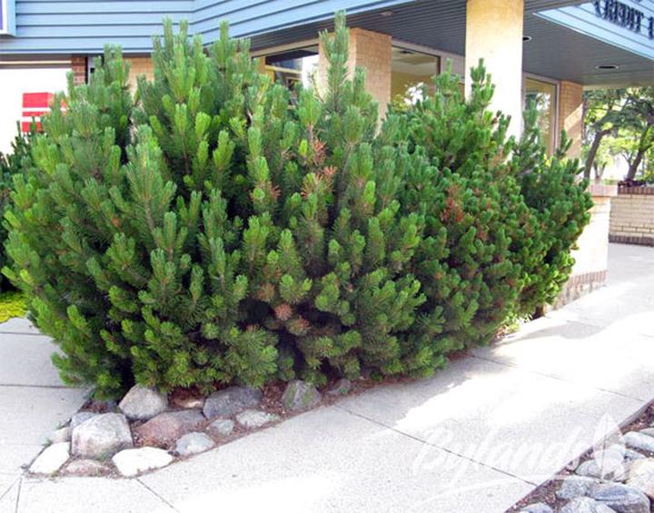 Kosodrzewina pielęgnacja