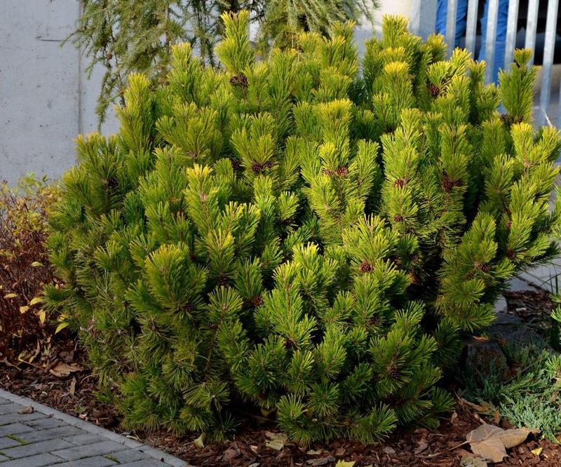 Kosodrzewina w ogrodzie skalnym