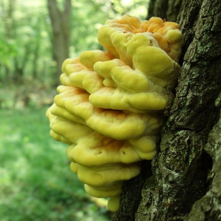 Kulinarne inspiracje zolciaka