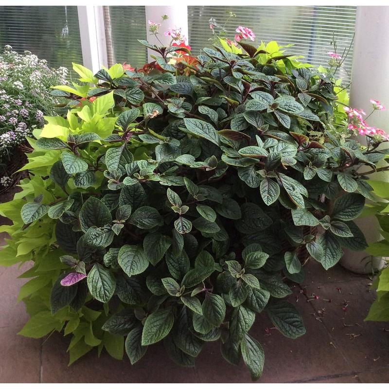 Kwiat komarzycy w ogrodzie