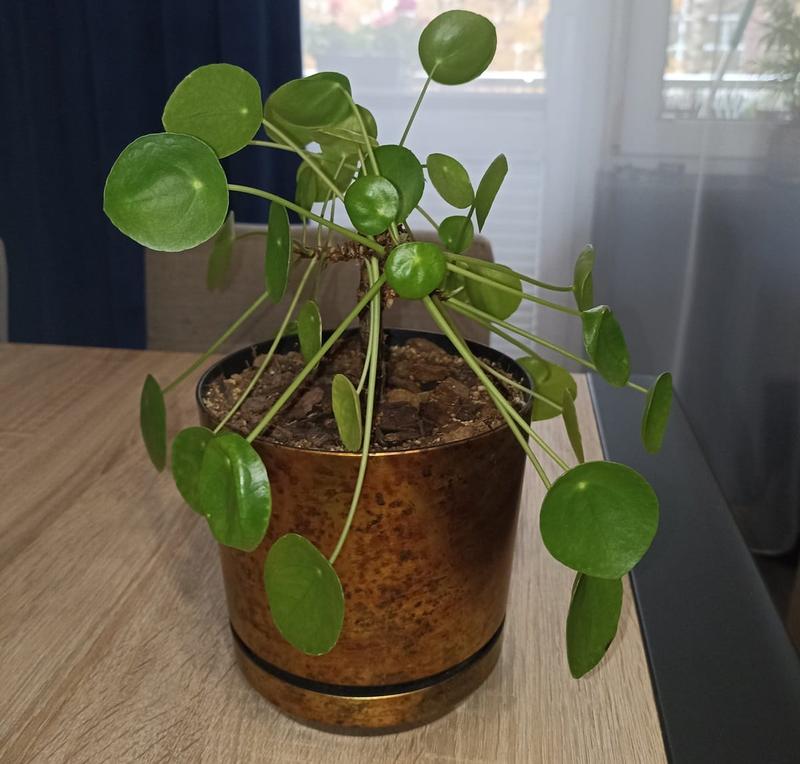 Nawadnianie i nawożenie pieniazka