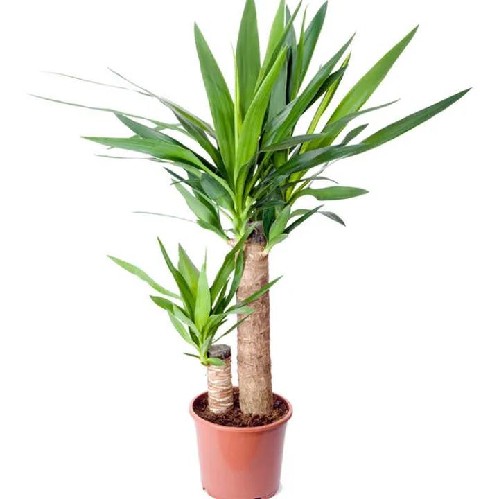 Optymalne warunki dla juki