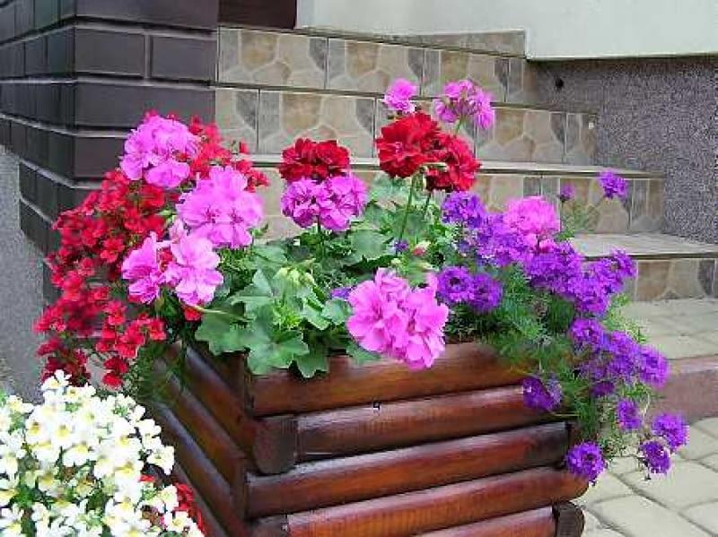 Optymalne warunki kiełkowania pelargonii