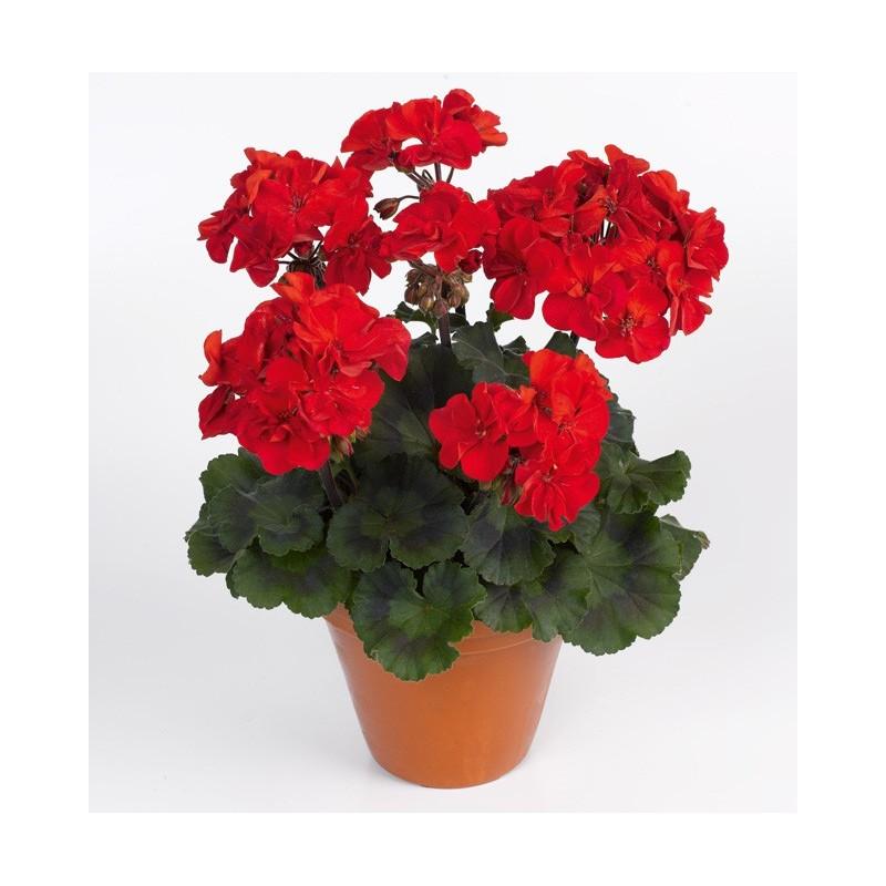 Pielęgnacja pelargonii