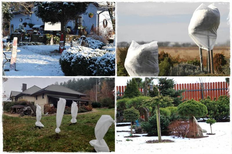 Przygotowanie roślin do zimy