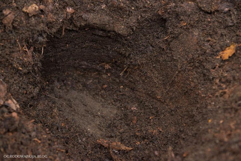 Przygotowanie ziemi liściowej