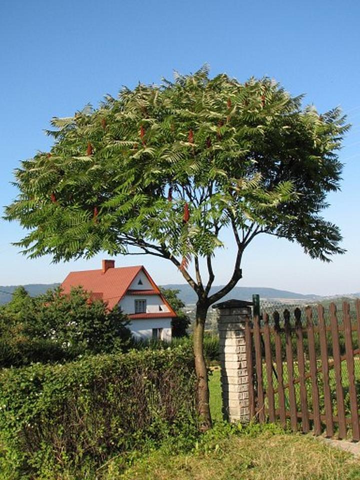 Sumak octowiec pielęgnacja