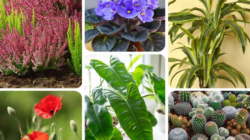 Szkodliwe symboliki w domu