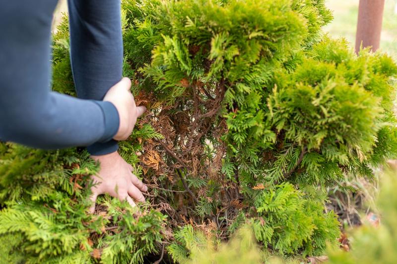 Warunki atmosferyczne tui