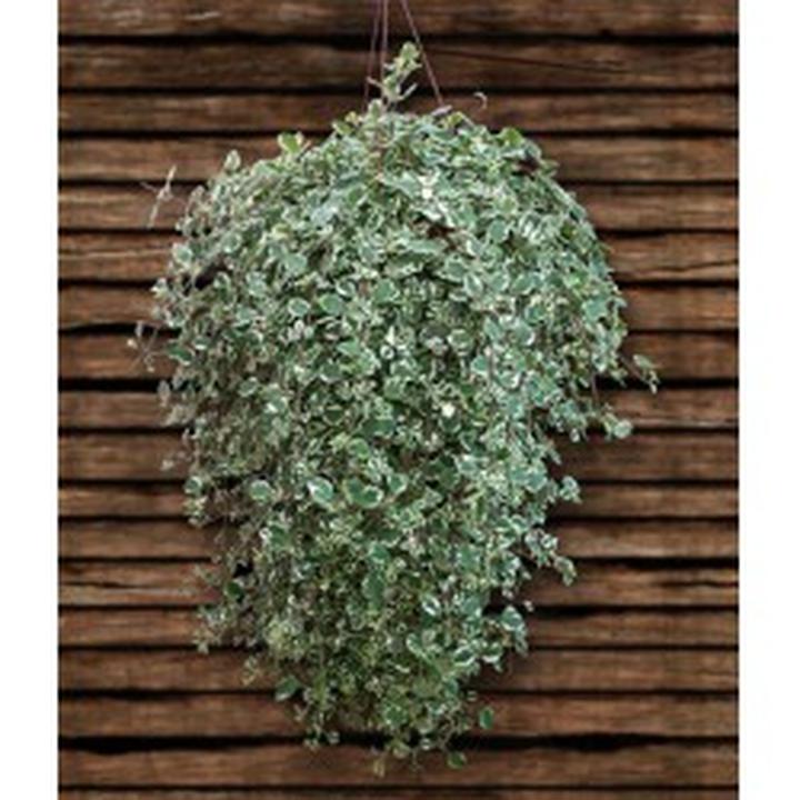 Warunki dla komarzycy