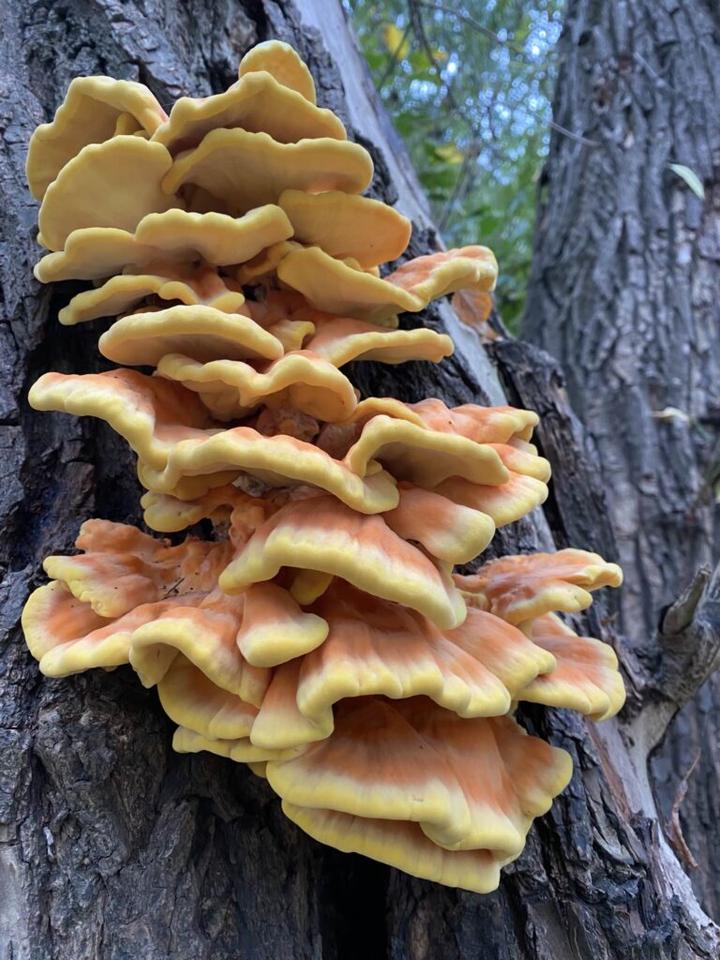 Właściwości zolciaka siarkowego