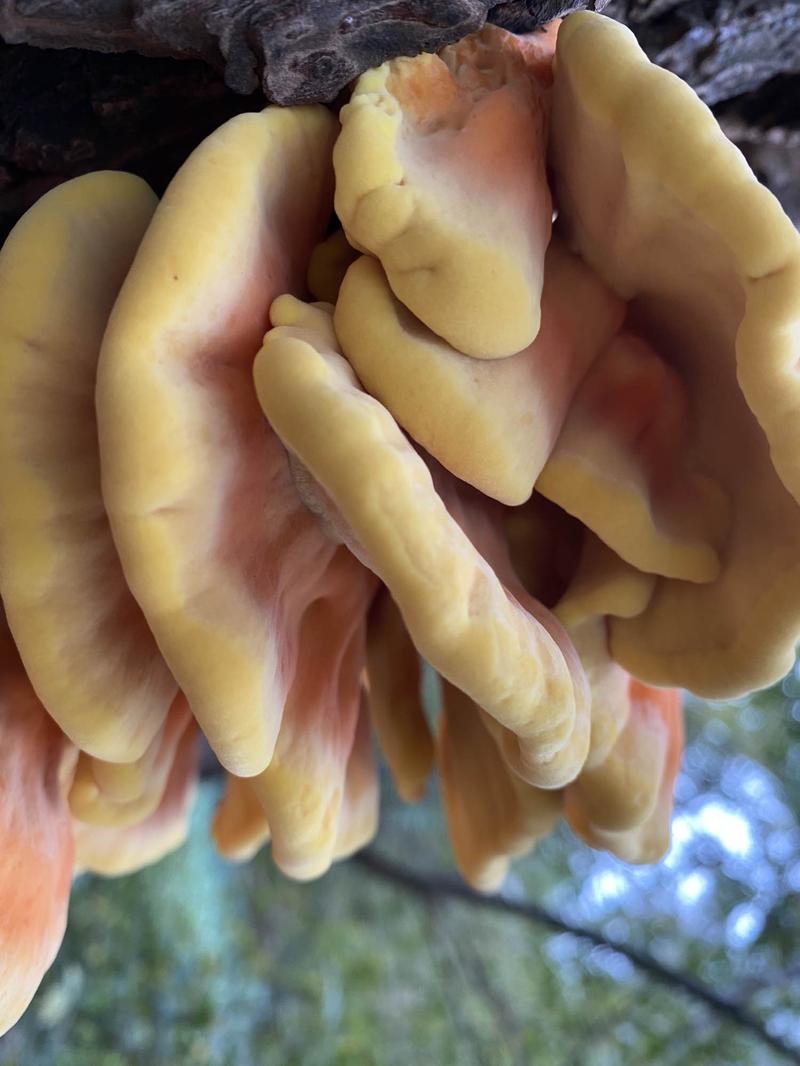 Zbiory zolciaka siarkowego