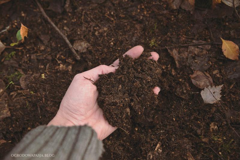 Czym jest ziemia liściowa i jak wykorzystać ją w ogrodnictwie?
