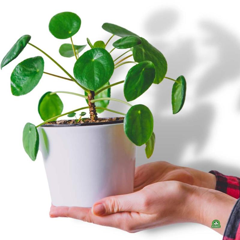 Jak pielęgnować kwiat pieniazek, aby zachwycał pięknym kwitnieniem?