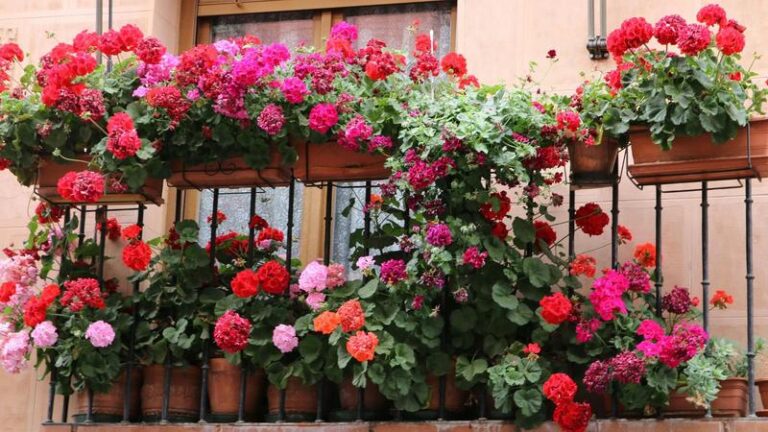 Jak skutecznie sadzić i pielęgnować pelargonie z nasion?