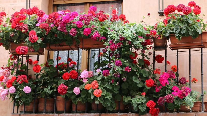 Jak skutecznie sadzić i pielęgnować pelargonie z nasion?