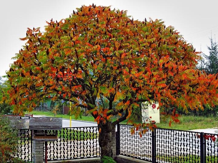 Jak skutecznie uprawiać drzewo zemsta sąsiada, czyli sumak octowiec – porady pielęgnacyjne