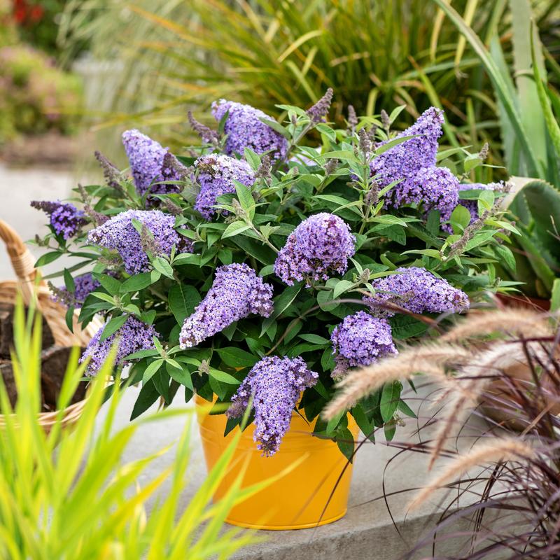 Jak sprawić, żeby budleja kwitła jak najdłużej – odkryj najlepsze triki na długoletnie kwitnienie tej pięknej rośliny