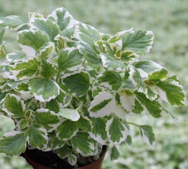 Komarzyca – Jak Kwiat Kwitnie oraz Jak Prawidłowo Go Uprawiać i Pielęgnować?