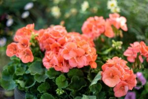 Odkryj tajniki sadzenia i pielęgnacji pelargonii w Twoim ogrodzie