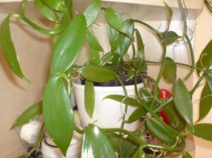 Sekrety udanej uprawy wanilii w doniczce – sprawdź, jak o nią dbać!