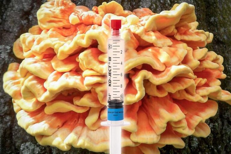 Zolciak siarkowy: gdzie go znaleźć i jak wykorzystać w kuchni?