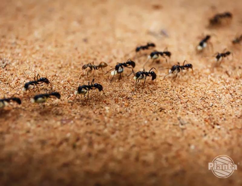 Chemiczne środki na mrówki