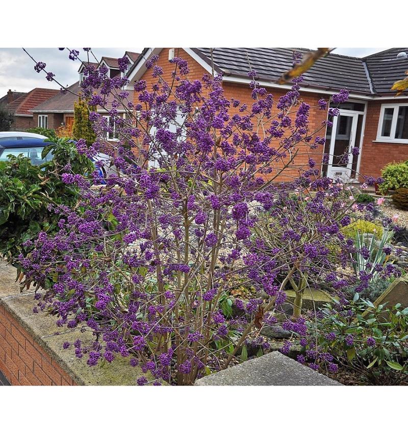 Choroby i szkodniki pieknotki bodiniera