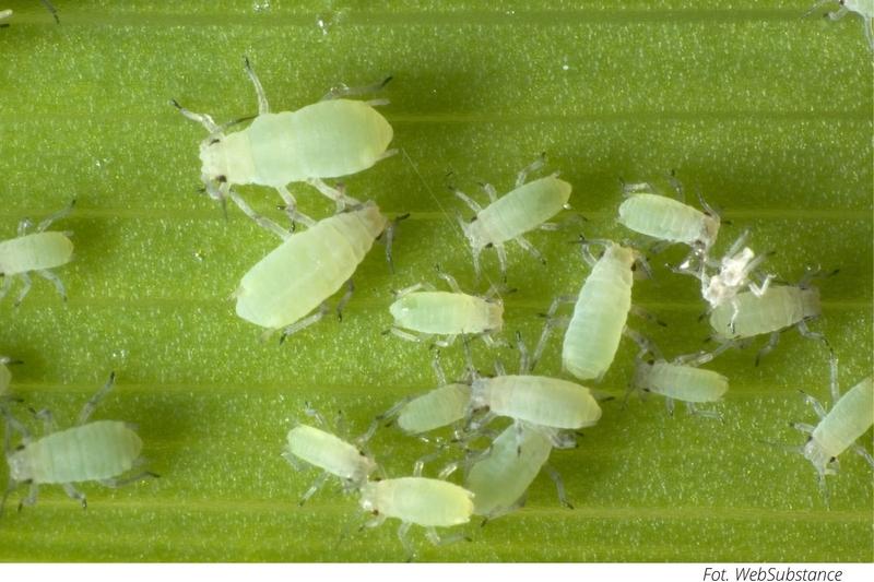 Ekologiczne zwalczanie mszyc