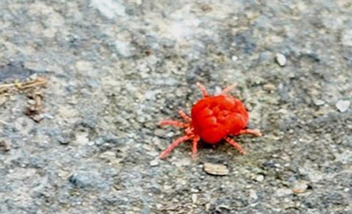 Lądzień czerwonatka rozpoznawanie i zachowania