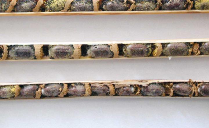 Naturalne metody ochrony pszczół