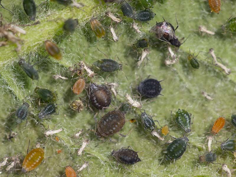 Naturalne pułapki na mszyce