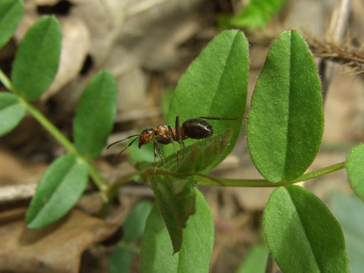 Naturalne sposoby na mrówki