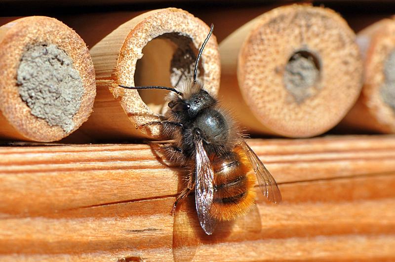 Ochrona przed pszczołami murarkami