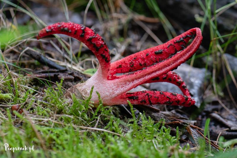 Okratek australijski właściwości
