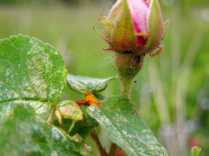 Oprysk przeciw rdzy roślin