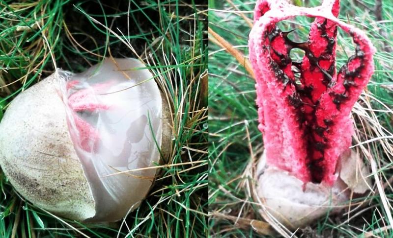 Palce diabła w Australii