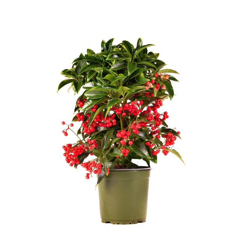 Pielęgnacja ardizji w domu