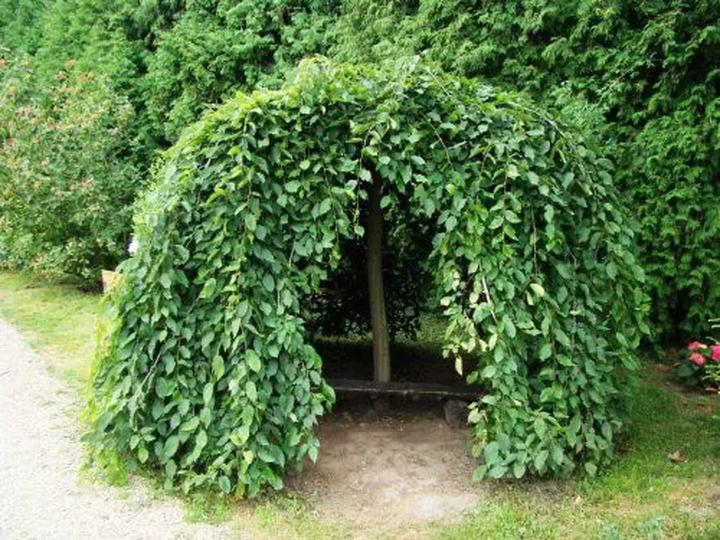 Pielęgnacja drzewa parasol