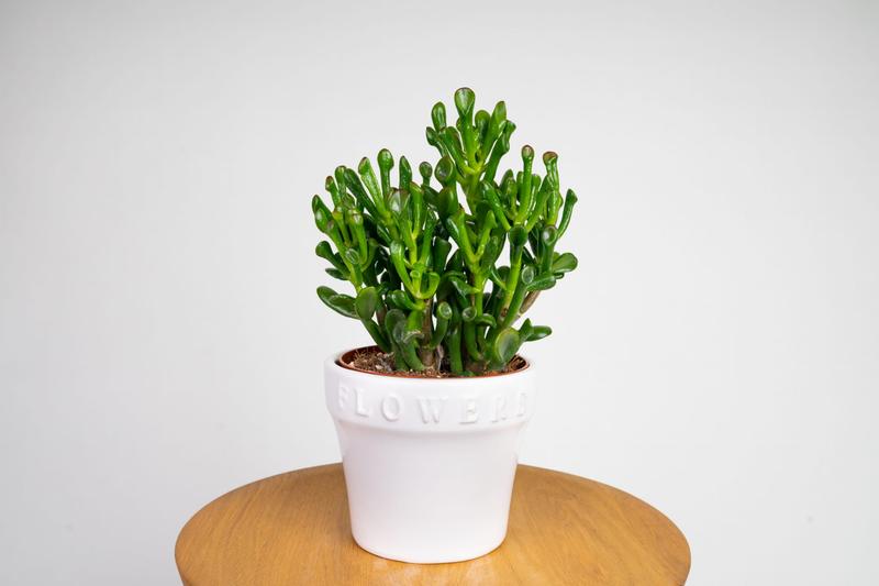 Pielęgnacja drzewka szczęścia