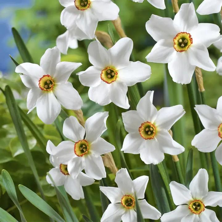 Pielęgnacja narcyzów