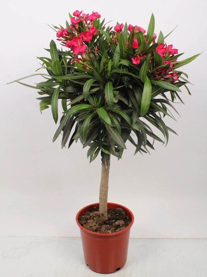 Pielęgnacja oleandra