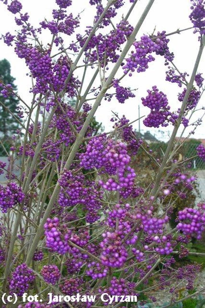 Pielęgnacja pieknotki bodiniera