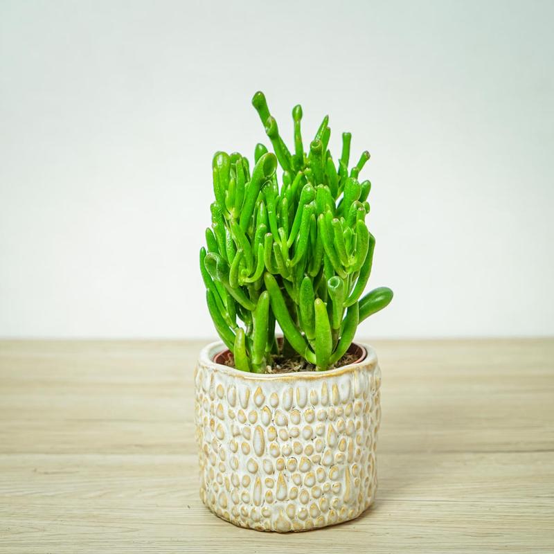 Podlewanie drzewka szczęścia