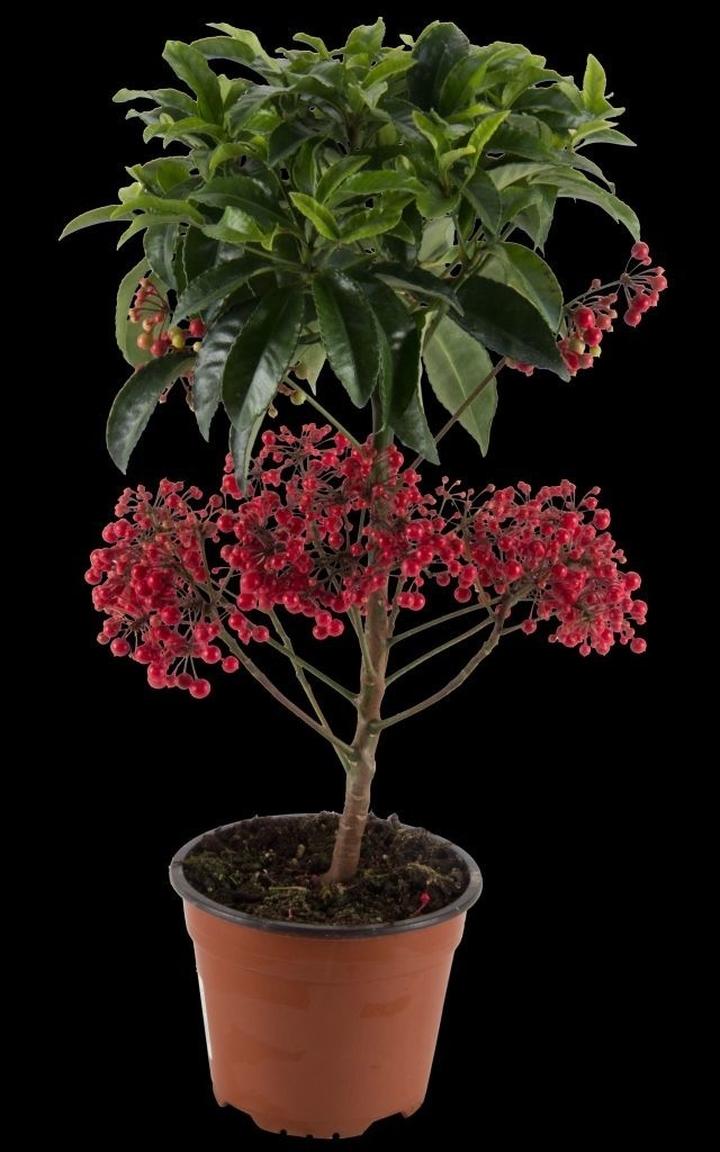 Podlewanie i nawożenie ardizji