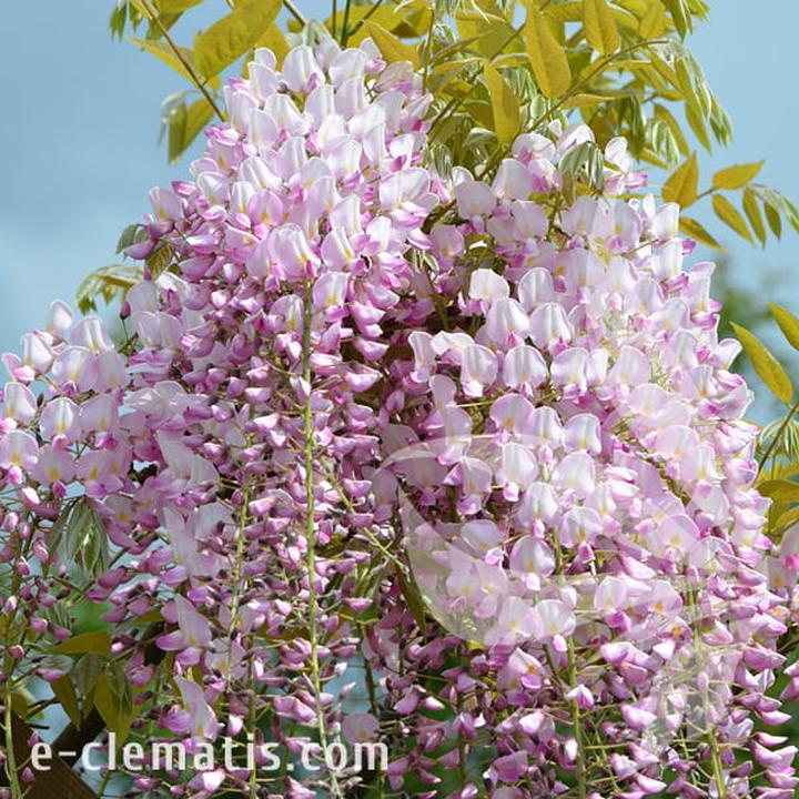 Problemy z kwitnieniem wisterii