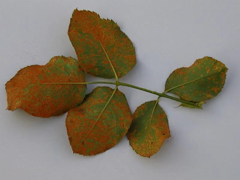 Profilaktyka i pielęgnacja róż i malw