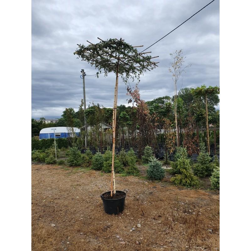 Przycinanie drzewa parasol