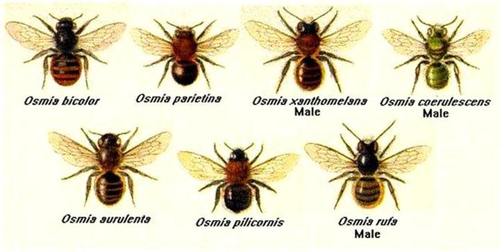 Przyjazne środowisko dla pszczół murarek