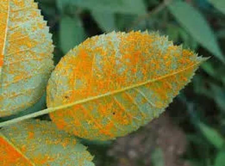 Rozpoznawanie objawów chorób roślin